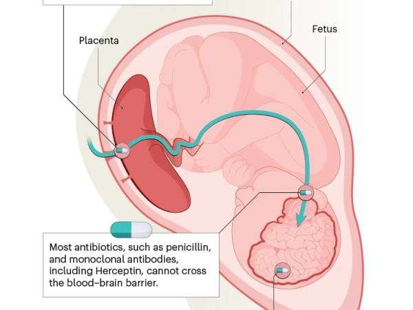 Le paracétamol pendant la grossesse est-il un facteur de risque pour le TDAH ? –&nbsp;nature
